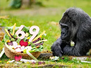 Fatou, Gorila Tertua di Dunia Rayakan Ultah ke-69 dengan Hidangan Sehat