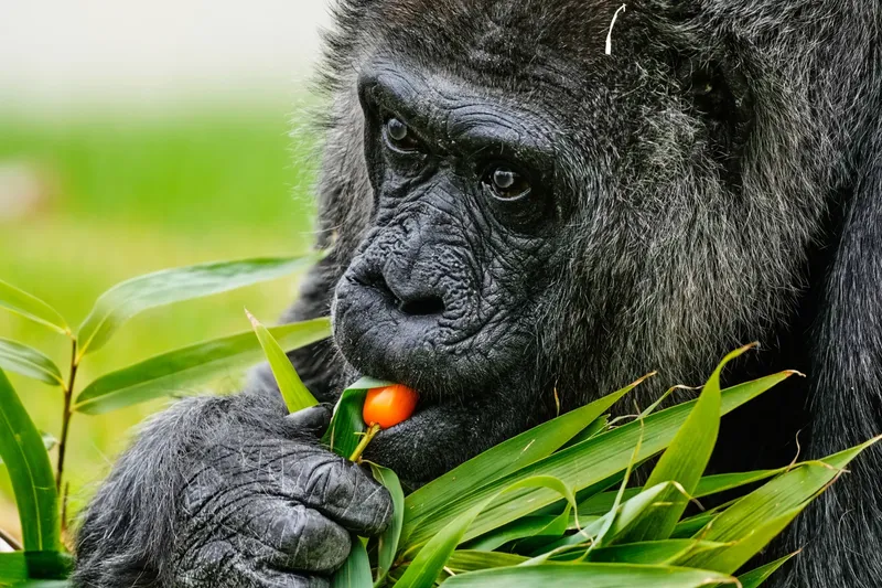 Gorila bernama Fatou rayakan ulang tahun ke-69 di Berlin Zoo, Jerman