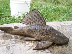 Ikan Sapu-sapu Bisa Dibudi Daya Seperti Ikan Lele, Asalkan....