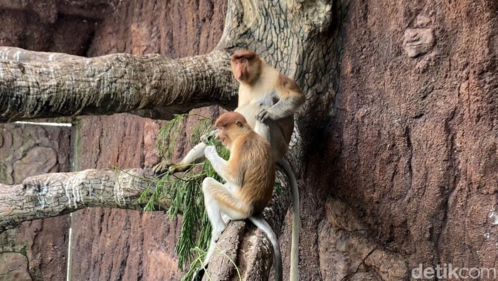 Koleksi Bekatan di Batu Secret Zoo bertambah