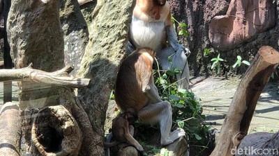 Koleksi Satwa Bertambah Bayi Bekantan Lahir di Batu Secret Zoo