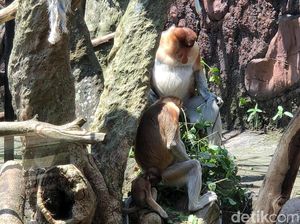 Koleksi Satwa Bertambah Bayi Bekantan Lahir di Batu Secret Zoo