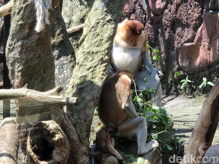 Koleksi Satwa Bertambah Bayi Bekantan Lahir di Batu Secret Zoo