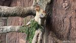 Koleksi Satwa Bertambah Bayi Bekantan Lahir di Batu Secret Zoo