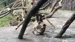 Koleksi Satwa Bertambah Bayi Bekantan Lahir di Batu Secret Zoo
