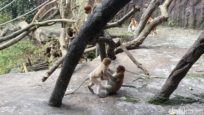 Koleksi Bekatan di Batu Secret Zoo bertambah