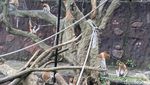 Koleksi Satwa Bertambah Bayi Bekantan Lahir di Batu Secret Zoo