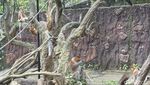 Koleksi Satwa Bertambah Bayi Bekantan Lahir di Batu Secret Zoo