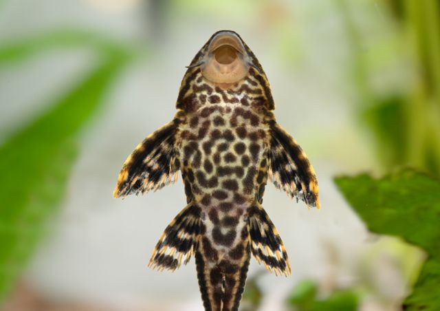 Morfologi bentuk ikan sapu-sapu. (Dok. IPB Digitani) Morfologi bentuk ikan sapu-sapu. (Dok. IPB Digitani)