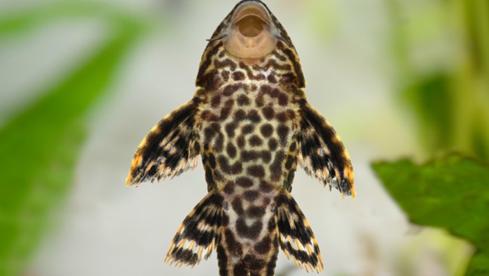 Morfologi bentuk ikan sapu-sapu. (Dok. IPB Digitani)