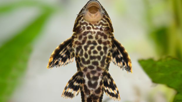 Morfologi bentuk ikan sapu-sapu. (Dok. IPB Digitani)