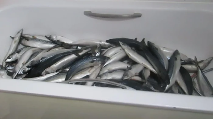 Nekat Olah Ikan Ilegal di Apartemen, Pria Ini Didenda Rp 52 Juta!