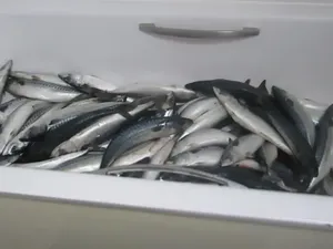 Nekat Olah Ikan Ilegal di Apartemen, Pria Ini Didenda Rp 52 Juta!