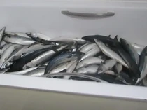 Nekat Olah Ikan Ilegal di Apartemen, Pria Ini Didenda Rp 52 Juta!