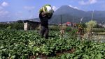 Panen Selada Warnai Kota Batu, Hortikultura Tumbuh Pesat
