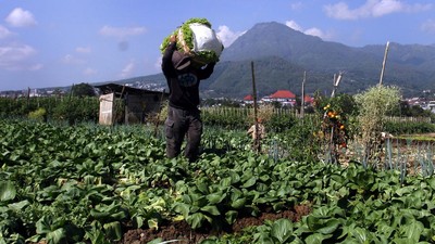 Panen Selada Warnai Kota Batu, Hortikultura Tumbuh Pesat