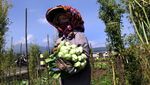 Panen Selada Warnai Kota Batu, Hortikultura Tumbuh Pesat
