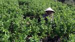 Panen Selada Warnai Kota Batu, Hortikultura Tumbuh Pesat