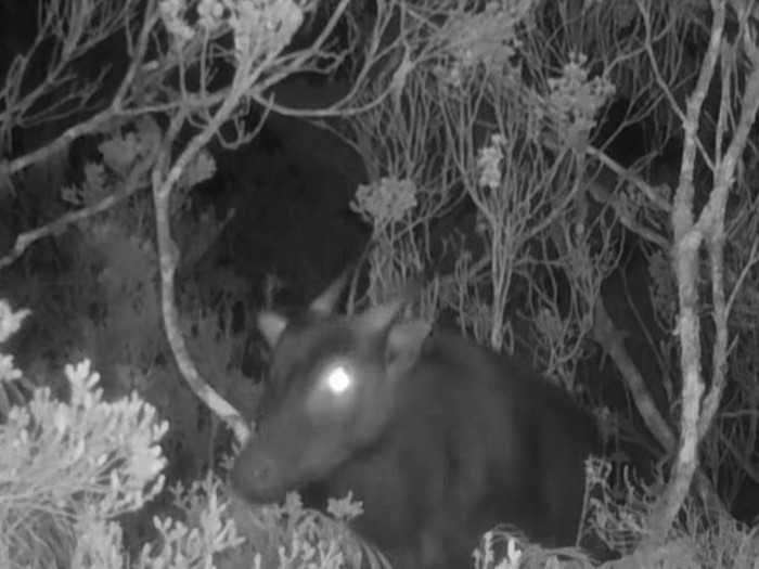 Penampakan Anoa di Gunung Latimojong.
