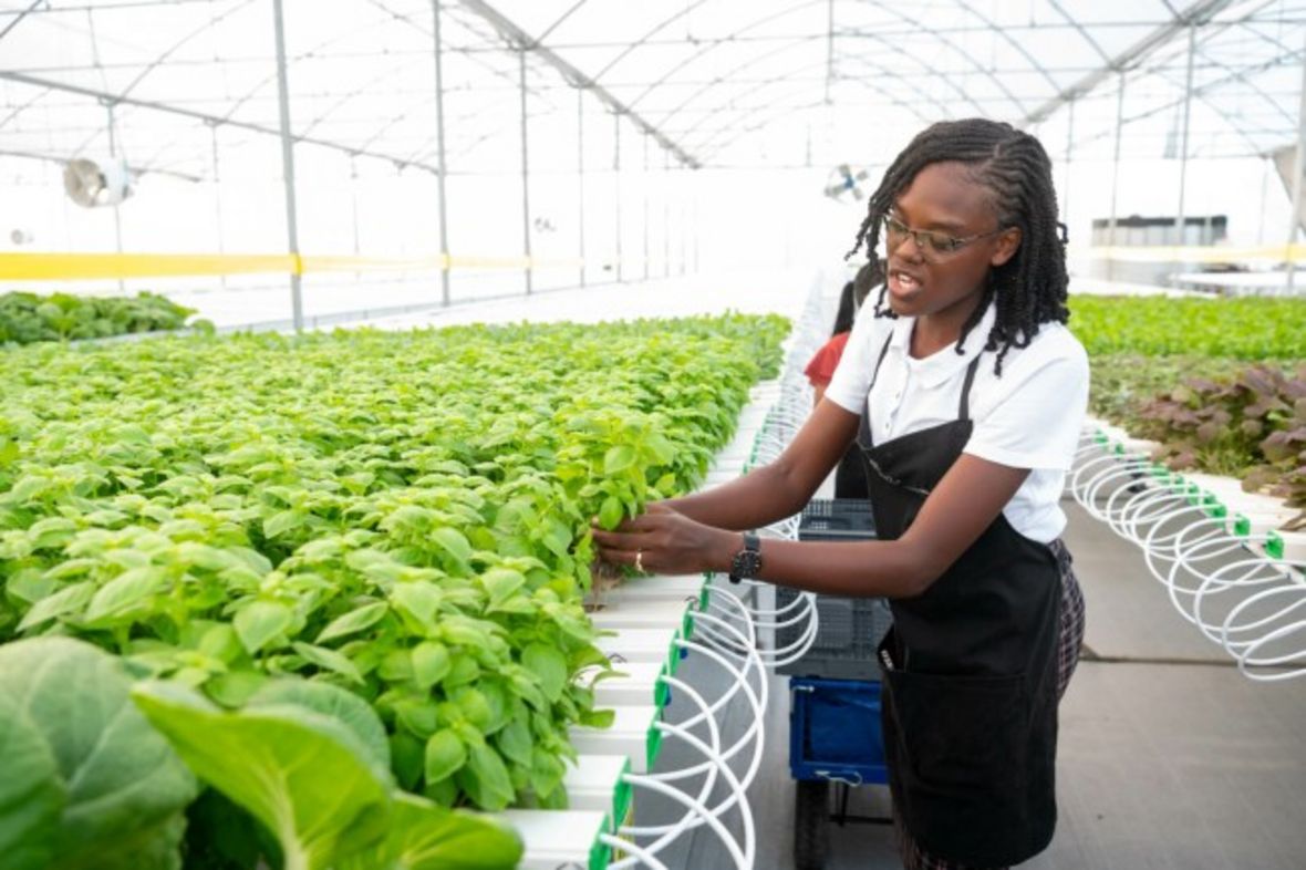 Pertanian di Guyana. (Dok. Ministry of Agriculture Guyana)