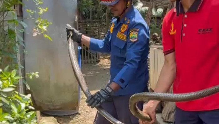 Petugas Damkar Ciamis mengevakuasi king cobra dengan panjang sekitar 3 meter.