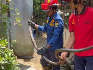 Ngeri! Warga Ciamis Kaget Ada King Cobra 3 Meter Ngumpet di Kamar Mandi