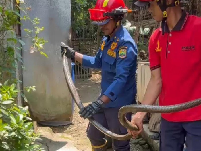 Petugas Damkar Ciamis mengevakuasi king kobra dengan panjang sekitar 3 meter.