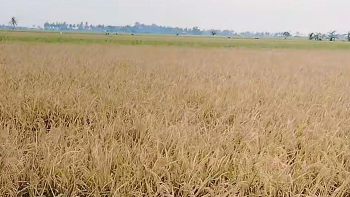 Sebanyak 232 hektare sawah di Kabupaten Pinrang, Sulawesi Selatan (Sulsel), diserang hama penggerek batang dan tikus.