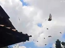 Ngeri! Ribuan Kelelawar Bersarang di Atap, Damkar Turun Tangan