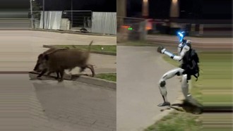 Absurd Banget! Robot Humanoid Kejar Babi Hutan Viral di Medsos