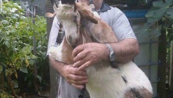 Bagpipe dari kambing awetan. Seni atau horor? Yang jelas, ini alat musik yang mungkin bikin tetangga ikut merinding. Foto: Boredpanda