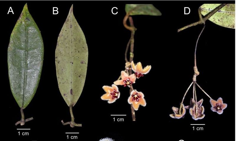 Bentuk daun dan bunga Hoya bukitrayaensis. Foto: Publikasi Hoya bukitrayaensis (Apocynaceae), a new species from Kalimantan, Indonesia. Bentuk daun dan bunga Hoya bukitrayaensis. Foto: Publikasi Hoya bukitrayaensis (Apocynaceae), a new species from Kalimantan, Indonesia.
