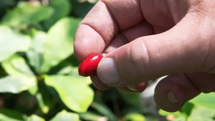 Buah 'Ajaib' Ini Berpotensi Bantu Pasien Kemoterapi Makan Lebih Nyaman