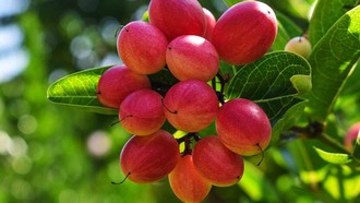 Buah 'Ajaib' Ini Berpotensi Bantu Pasien Kemoterapi Makan Lebih Nyaman
