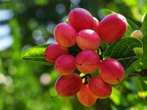 Buah Ajaib Ini Berpotensi Bantu Pasien Kemoterapi Makan Lebih Nyaman