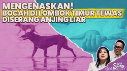 Video: Tak Hanya Sekali, Serangan Anjing Liar Sering Terjadi di Lombok Timur