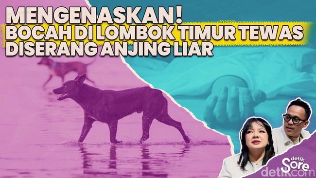 Video: Tak Hanya Sekali, Serangan Anjing Liar Sering Terjadi di Lombok Timur