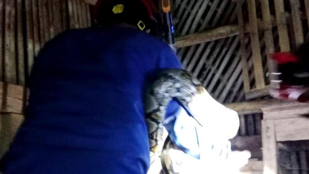 Dok. Damkar Ciamis. Petugas Damkar Ciamis berhasil mengevakuasi ular sanca 3 meter yang hendak memangsa ayam milik warga.