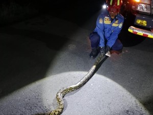 Sanca 3 Meter Masuk Kandang Ayam di Ciamis, Damkar Turun Tangan