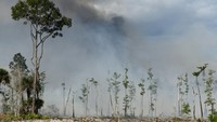Kepulan asap tebal terlihat dari kebakaran di Picayune Strand State Forest di Florida, AS. Foto: REUTERS/Octavio Jones