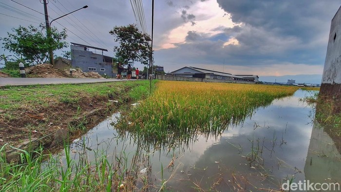 Kondisi lahan pertanian yang terendam banjir di Kampung Sapan, Desa Tegalluar