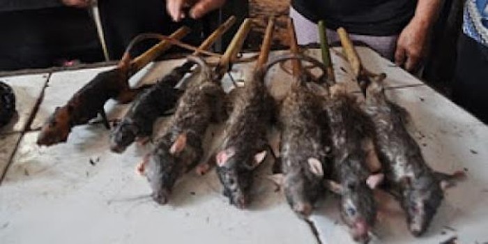 Makanan ekstrem Kalimantan Makanan ekstrem Kalimantan