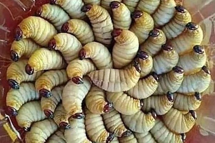 Makanan ekstrem Kalimantan Makanan ekstrem Kalimantan
