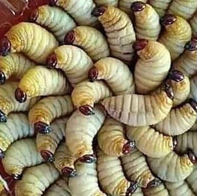 Berani Coba? 8 Makanan Ekstrem Ini Masih Dikonsumsi di Kalimantan