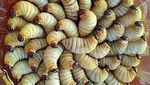 Berani Coba? 8 Makanan Ekstrem Ini Masih Dikonsumsi di Kalimantan