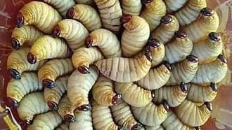 Berani Coba? 8 Makanan Ekstrem Ini Masih Dikonsumsi di Kalimantan