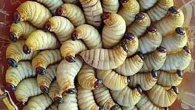 Berani Coba? 8 Makanan Ekstrem Ini Masih Dikonsumsi di Kalimantan