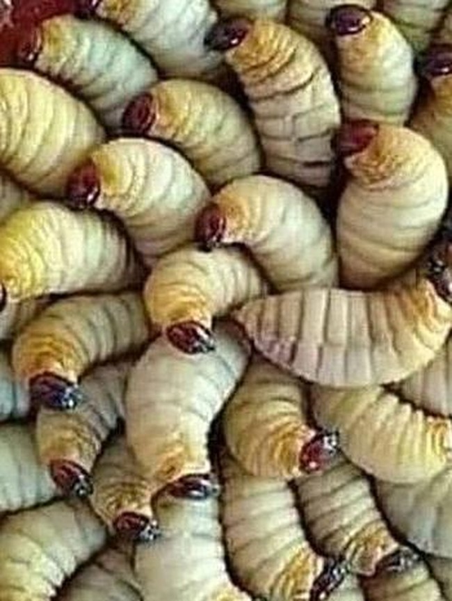 Berani Coba? 8 Makanan Ekstrem Ini Masih Dikonsumsi di Kalimantan