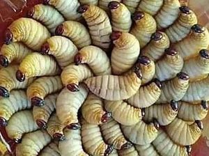Berani Coba? 8 Makanan Ekstrem Ini Masih Dikonsumsi di Kalimantan