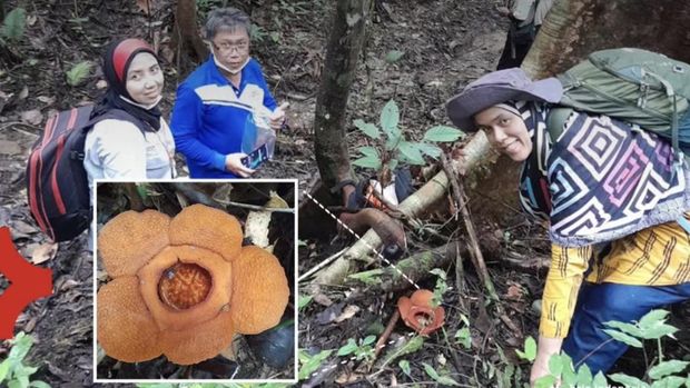 Para peneliti penemu Rafflesia harjatii di hutan Sepaku, Kalimantan Timur. Para peneliti penemu Rafflesia harjatii di hutan Sepaku, Kalimantan Timur.